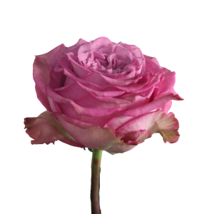 QUEEN’S CROWN