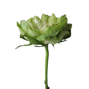 VEGGIE