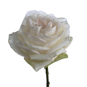 WHITE O’HARA